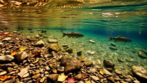 trout spawning site selection